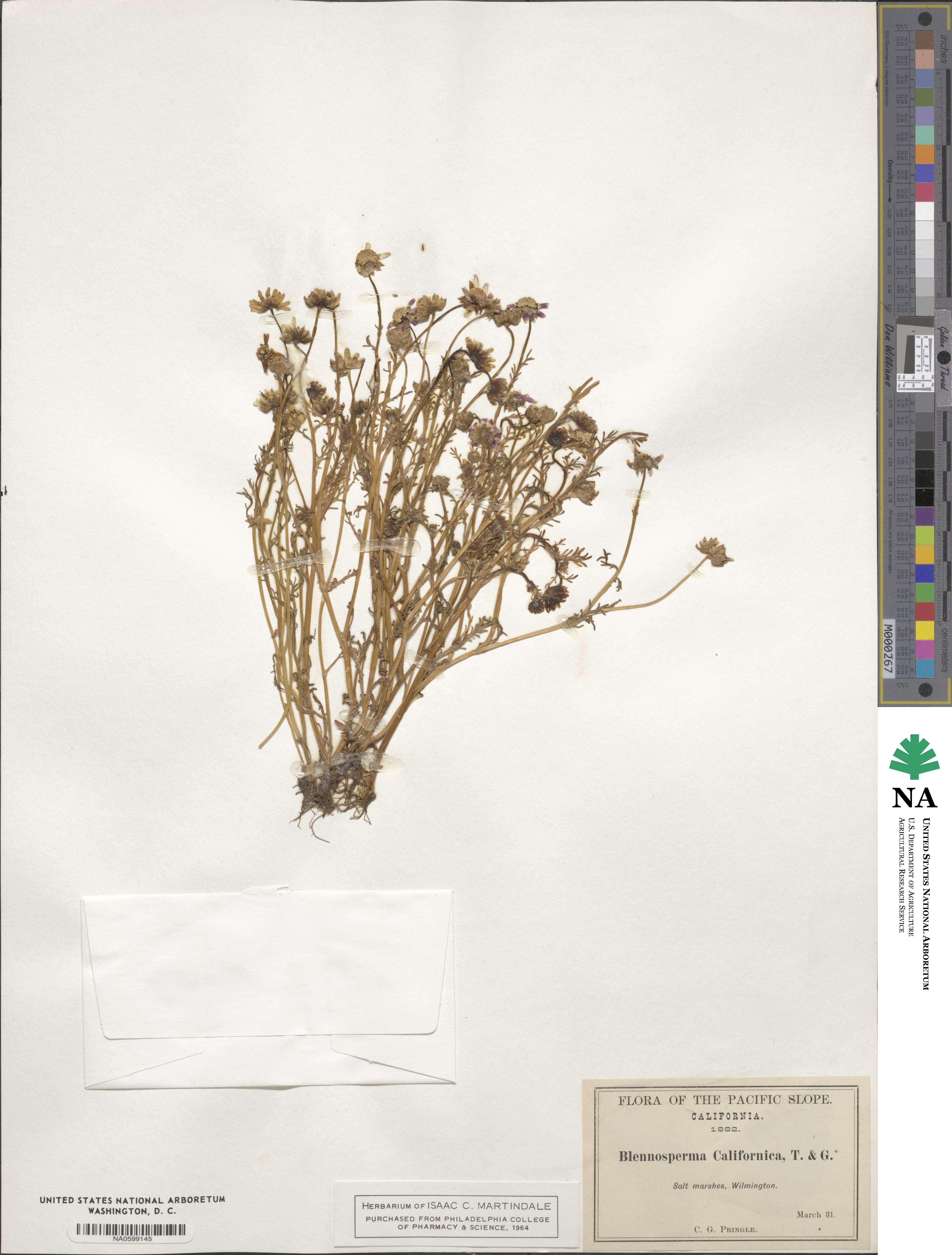 Blennosperma nanum image