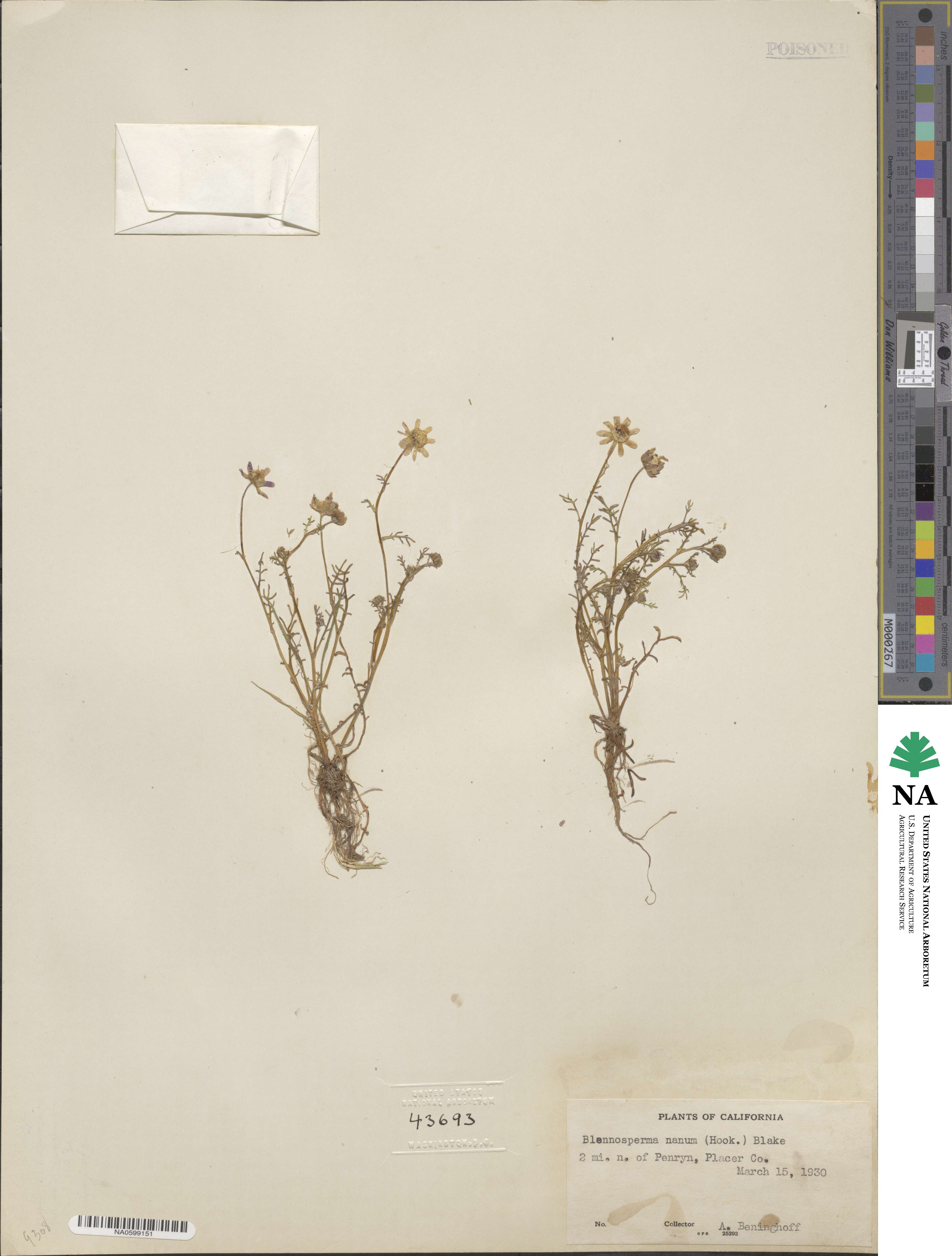 Blennosperma nanum image