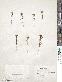 Blennosperma chilense image