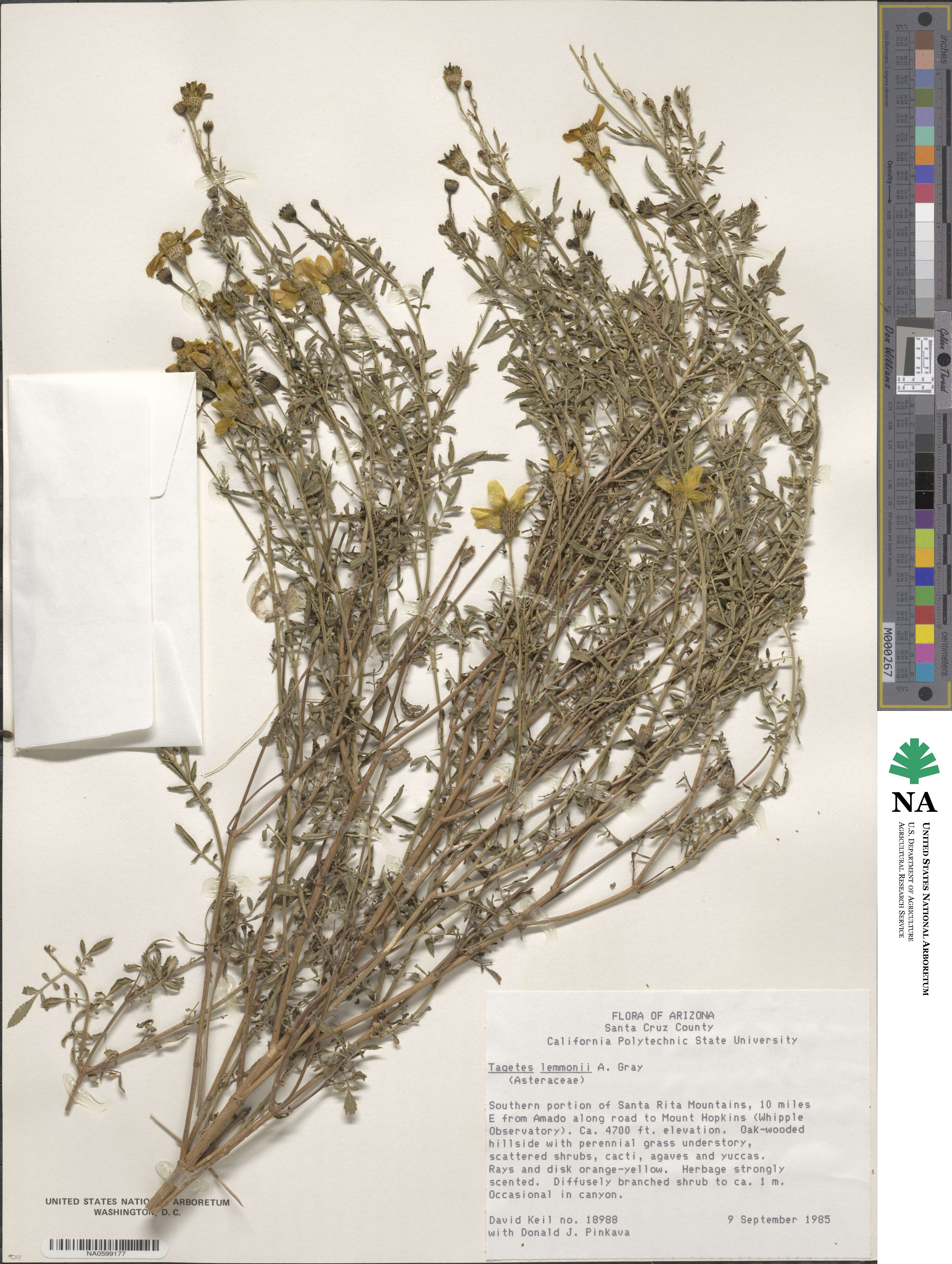 Tagetes lemmonii image