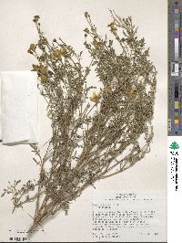 Tagetes lemmonii image