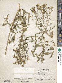 Tagetes lemmonii image