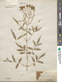 Tagetes lemmonii image