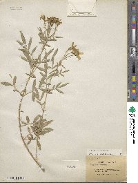 Tagetes lemmonii image