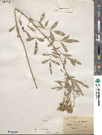 Tagetes lemmonii image