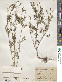 Tagetes caracasana image