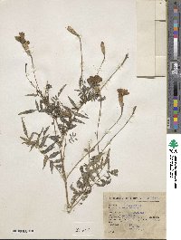 Tagetes erecta image