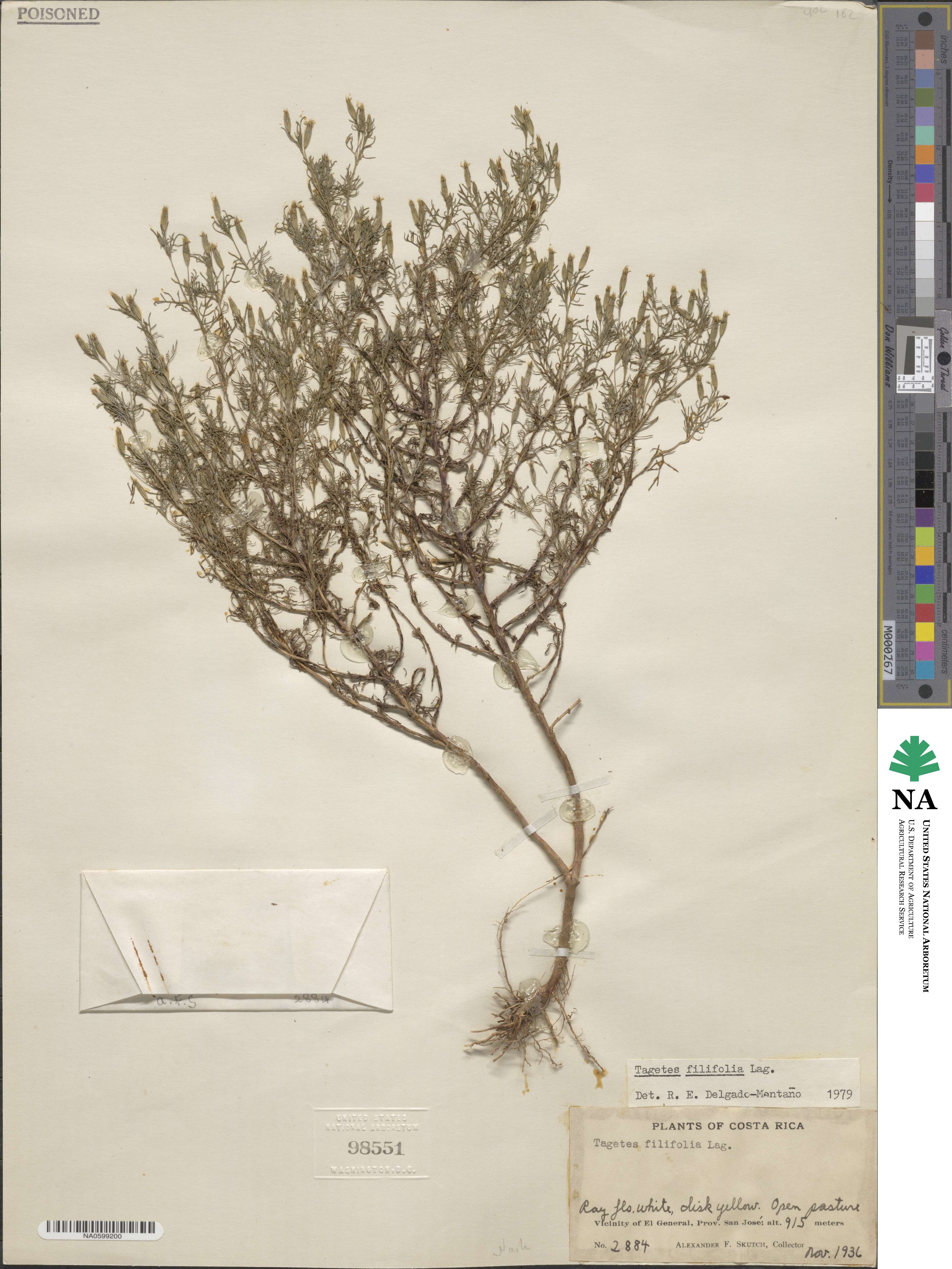 Tagetes filifolia image