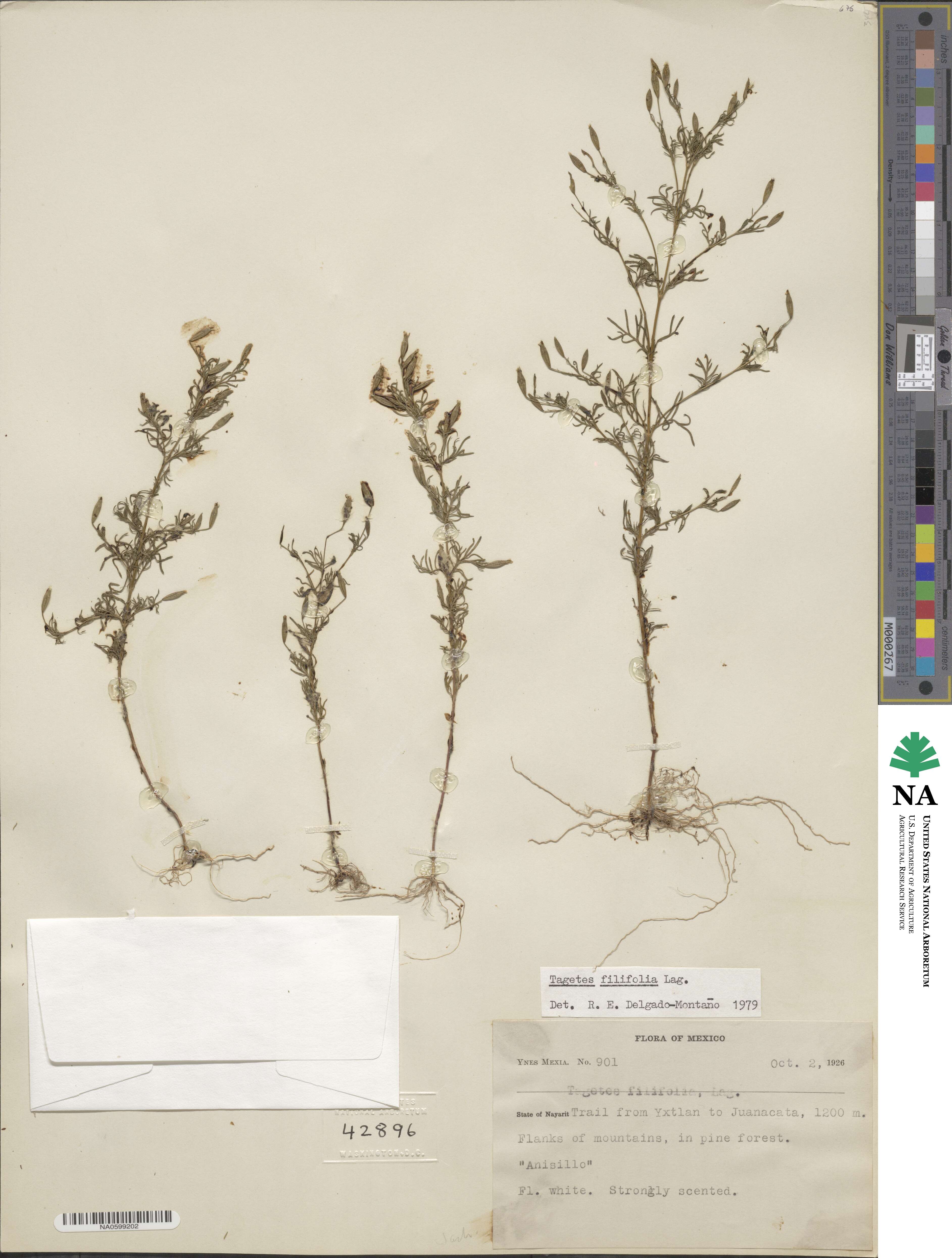 Tagetes filifolia image