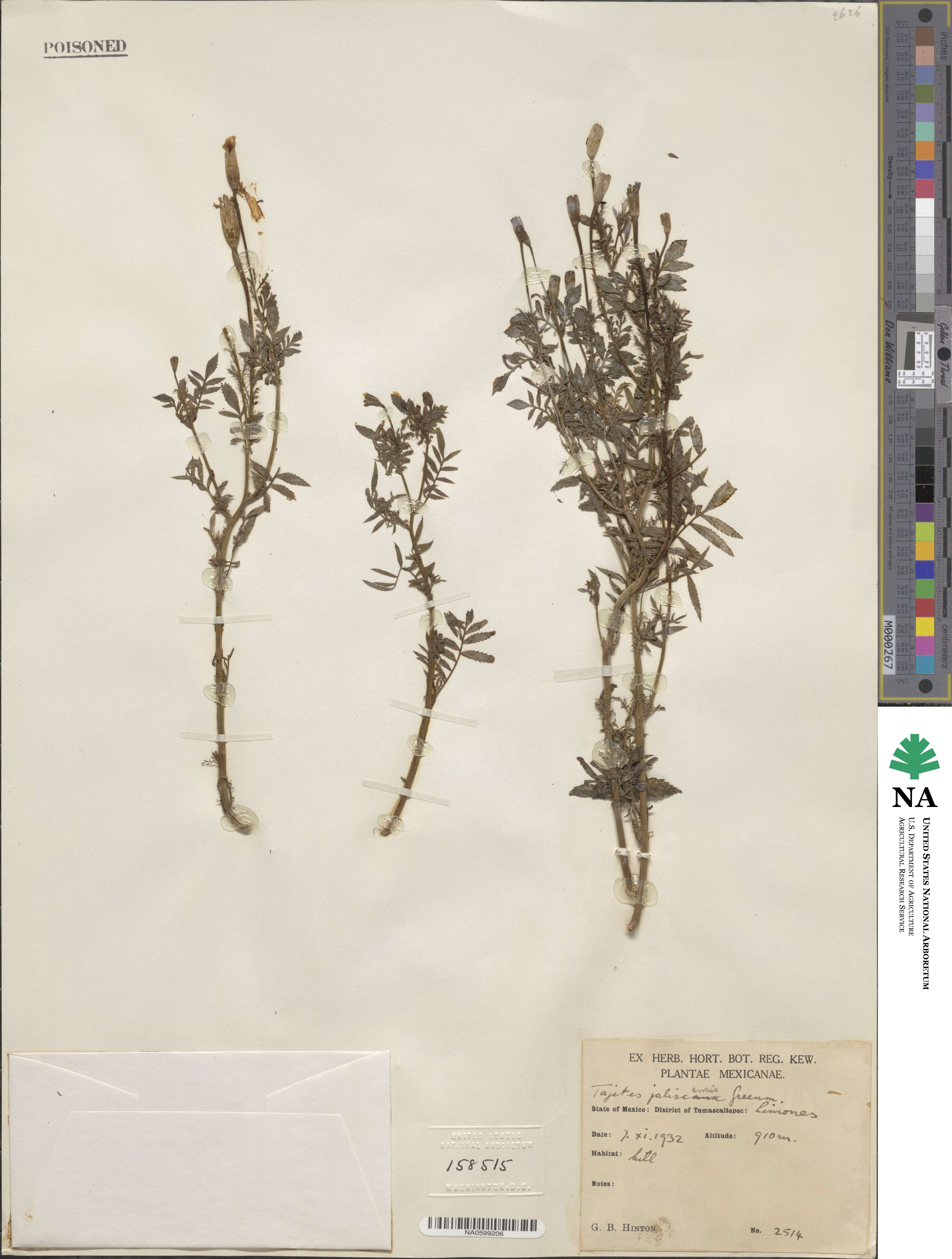 Tagetes triradiata image