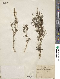 Image of Tagetes triradiata