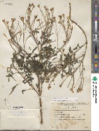 Tagetes lemmonii image