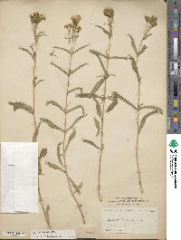 Tagetes lucida image