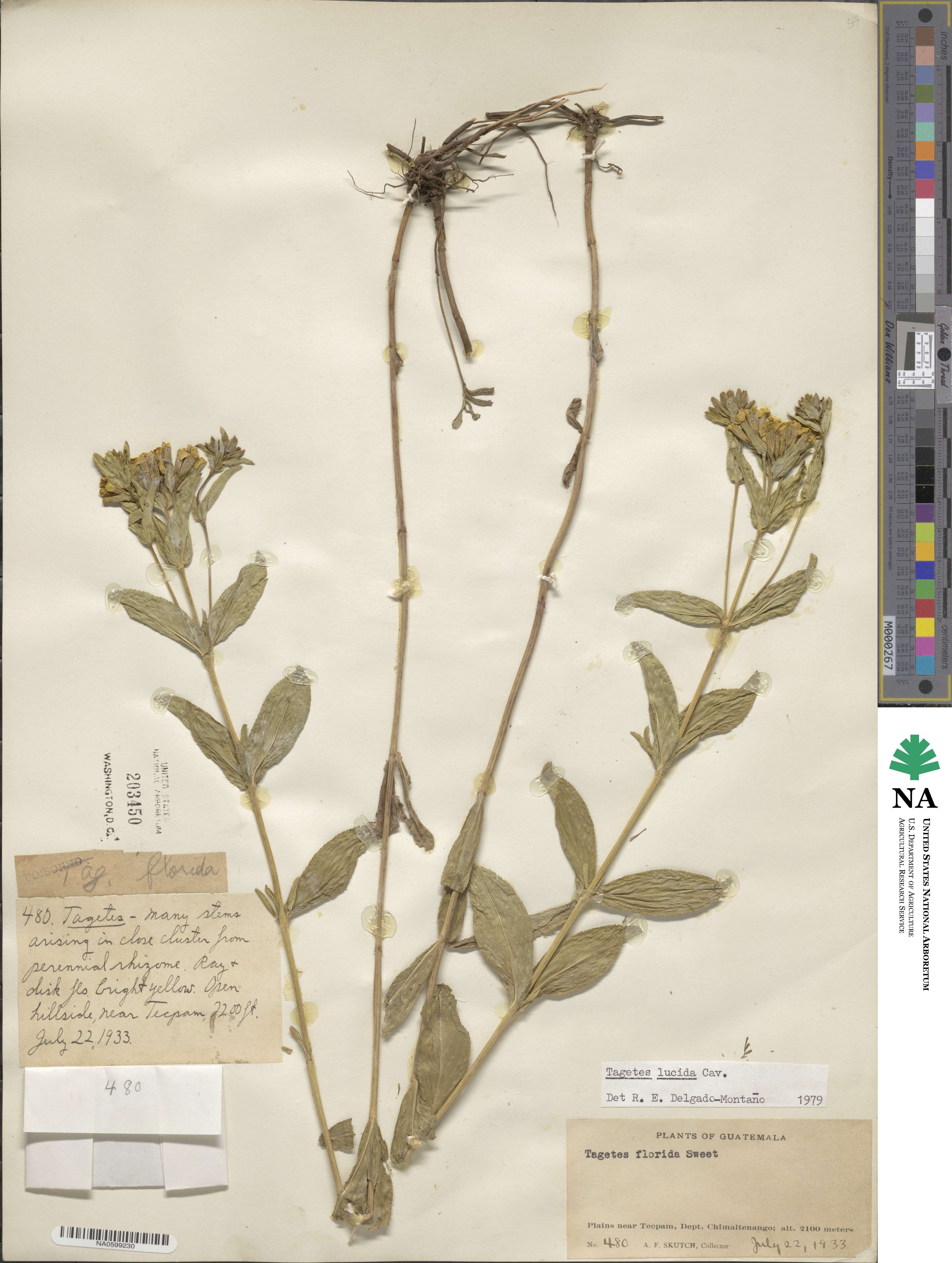 Tagetes lucida image
