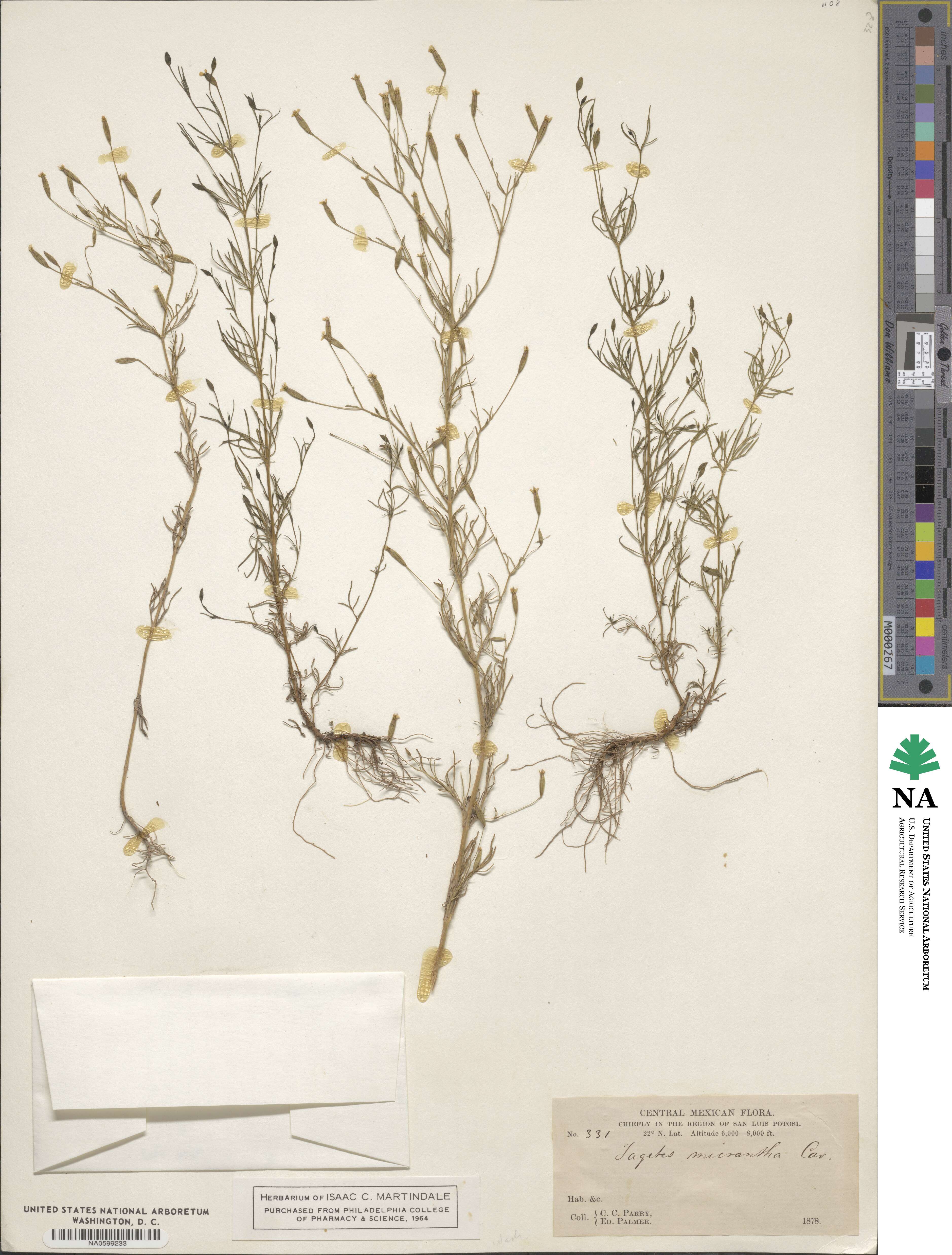 Tagetes micrantha image