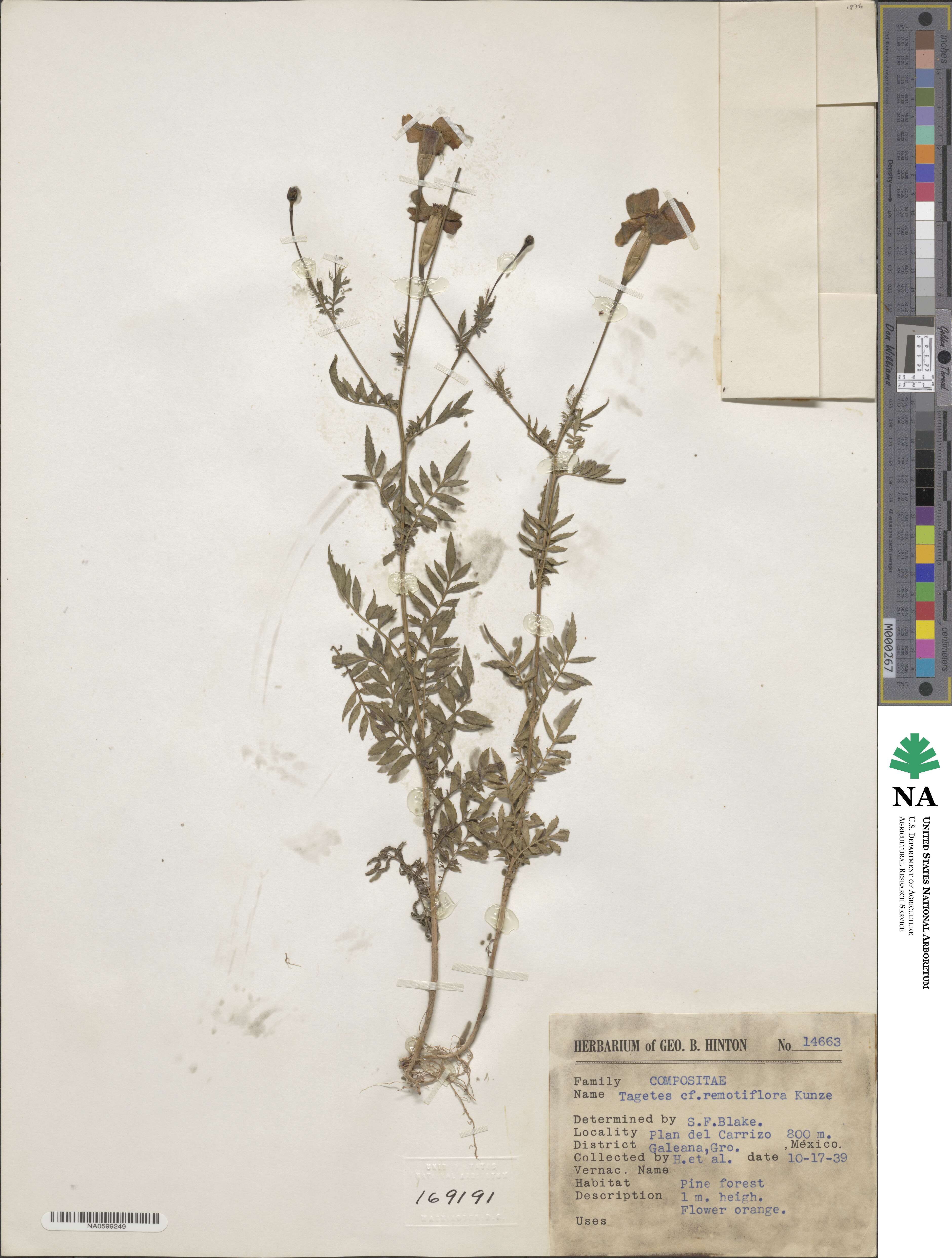 Tagetes remotiflora image
