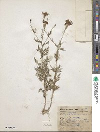 Tagetes remotiflora image