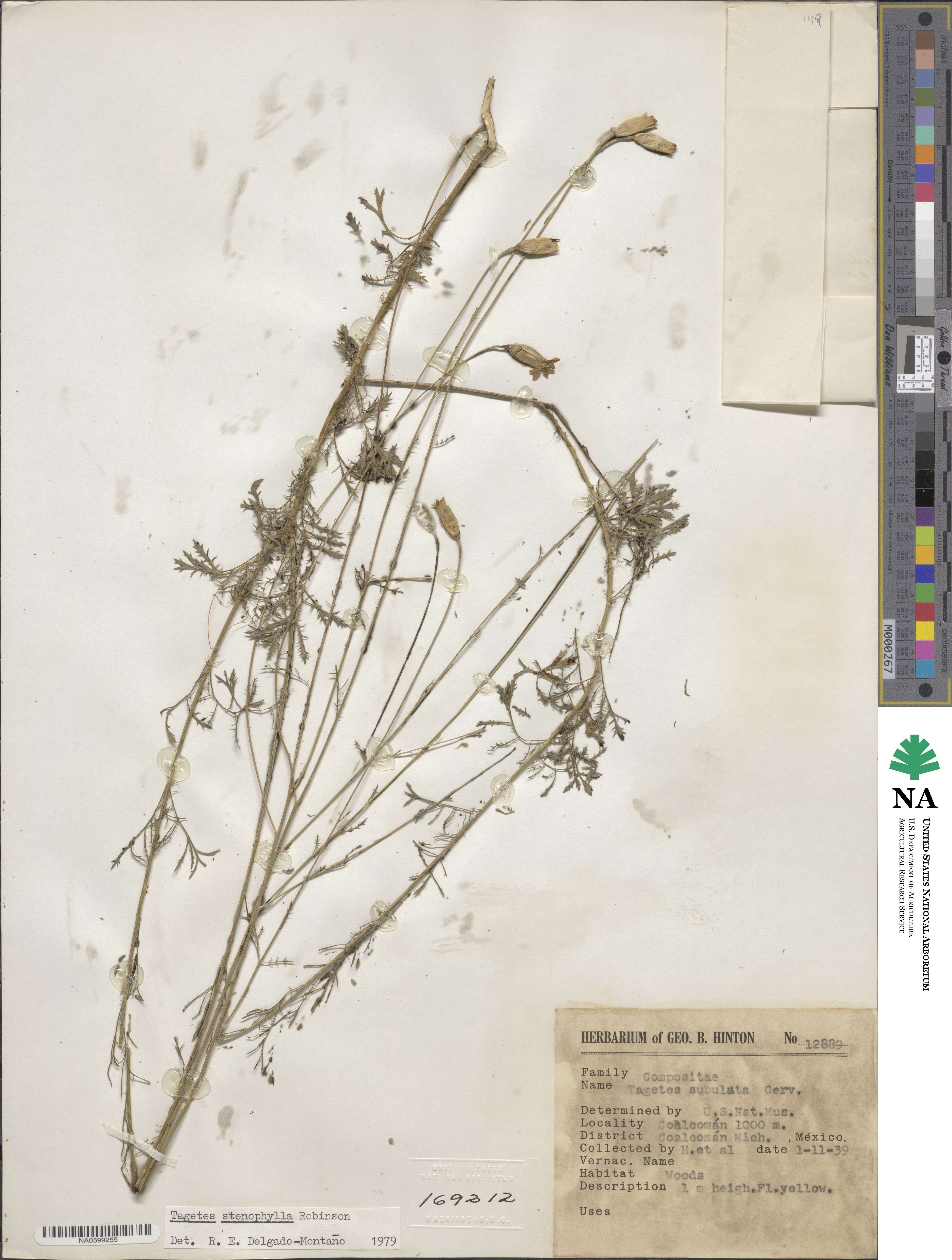 Tagetes image