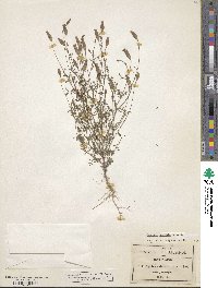 Tagetes subulata image