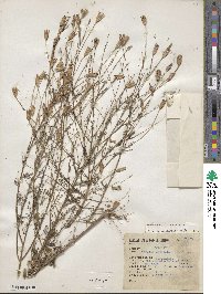 Tagetes subulata image