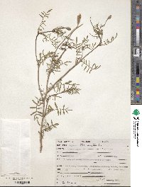 Tagetes tenuifolia image