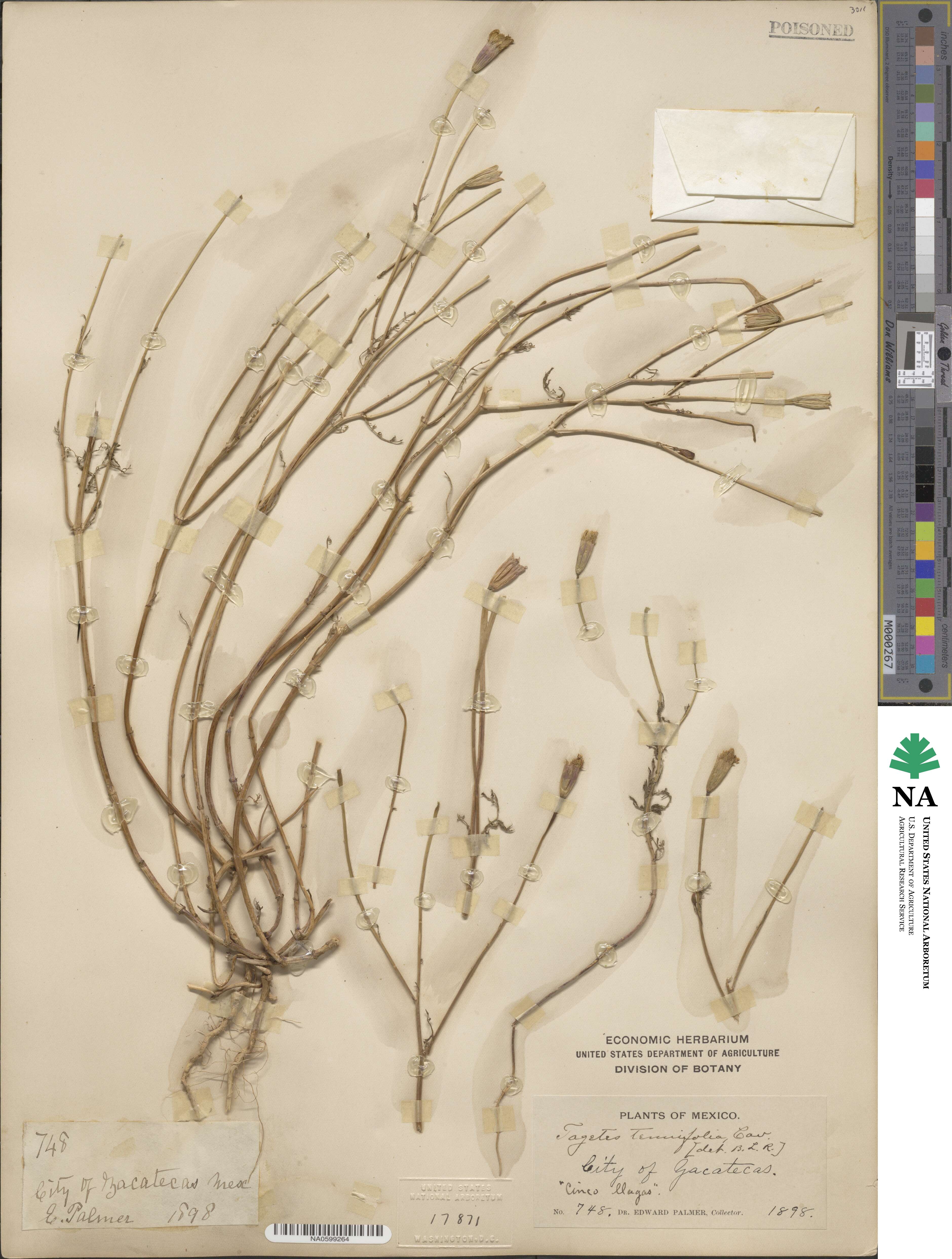 Tagetes tenuifolia image