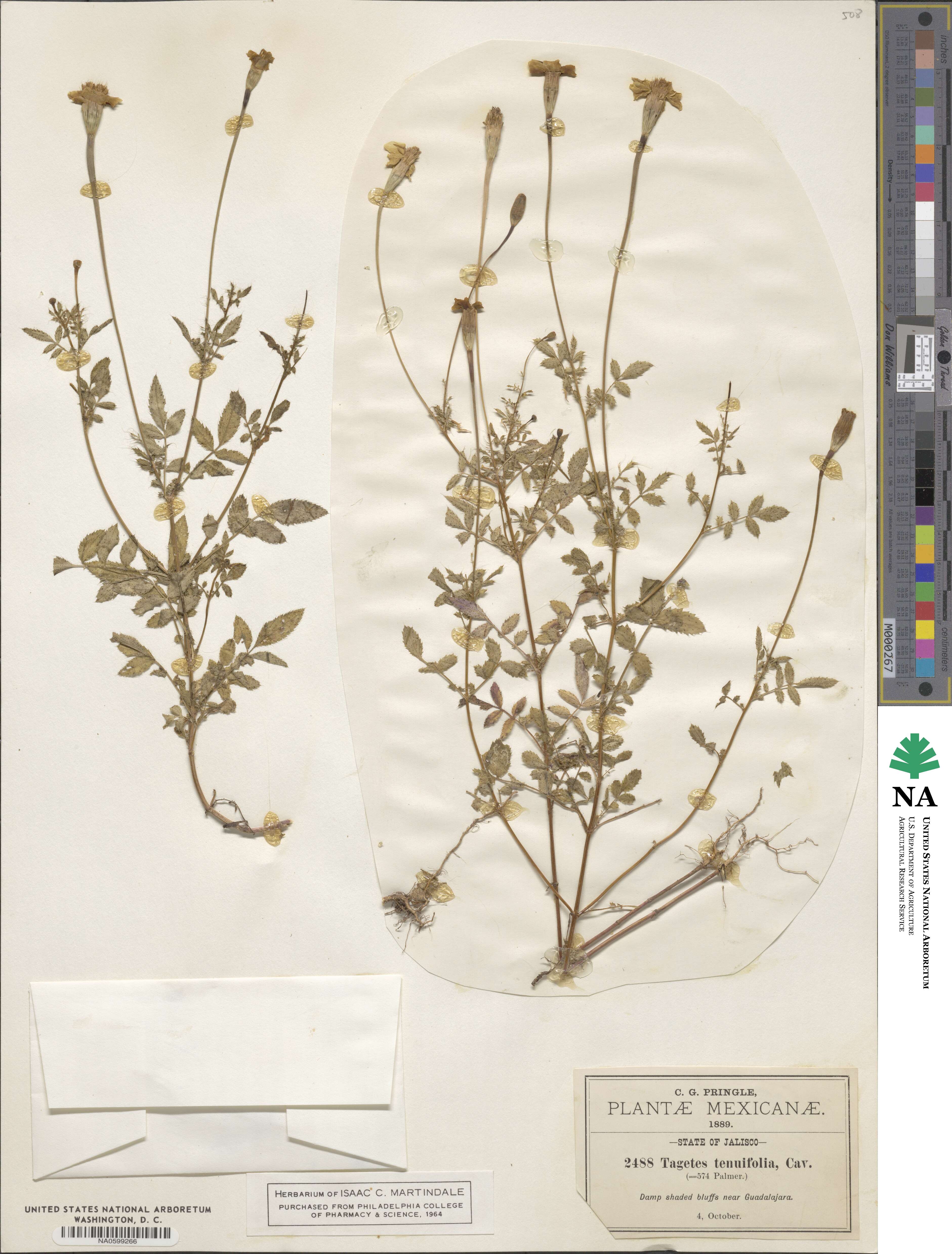 Tagetes tenuifolia image