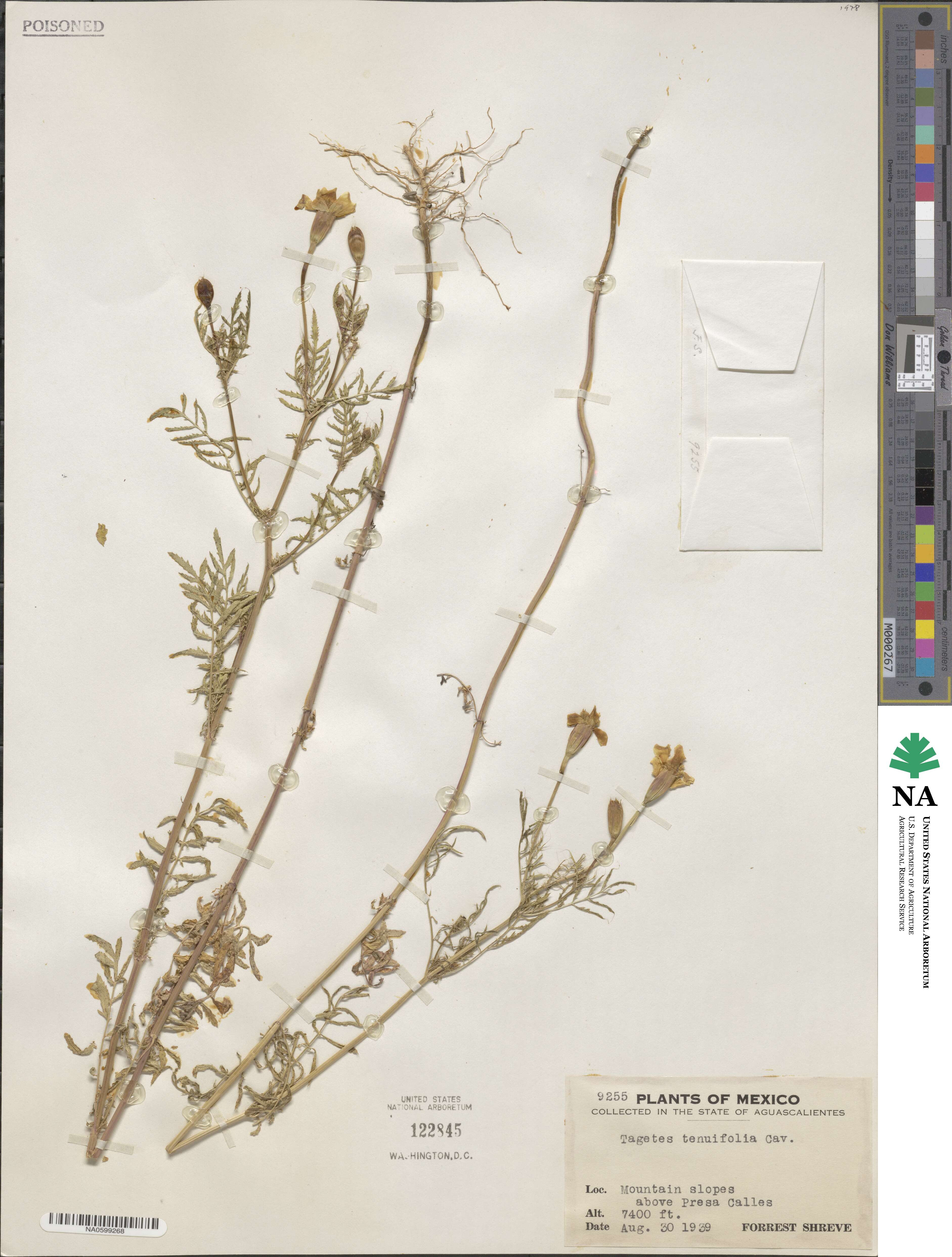 Tagetes tenuifolia image