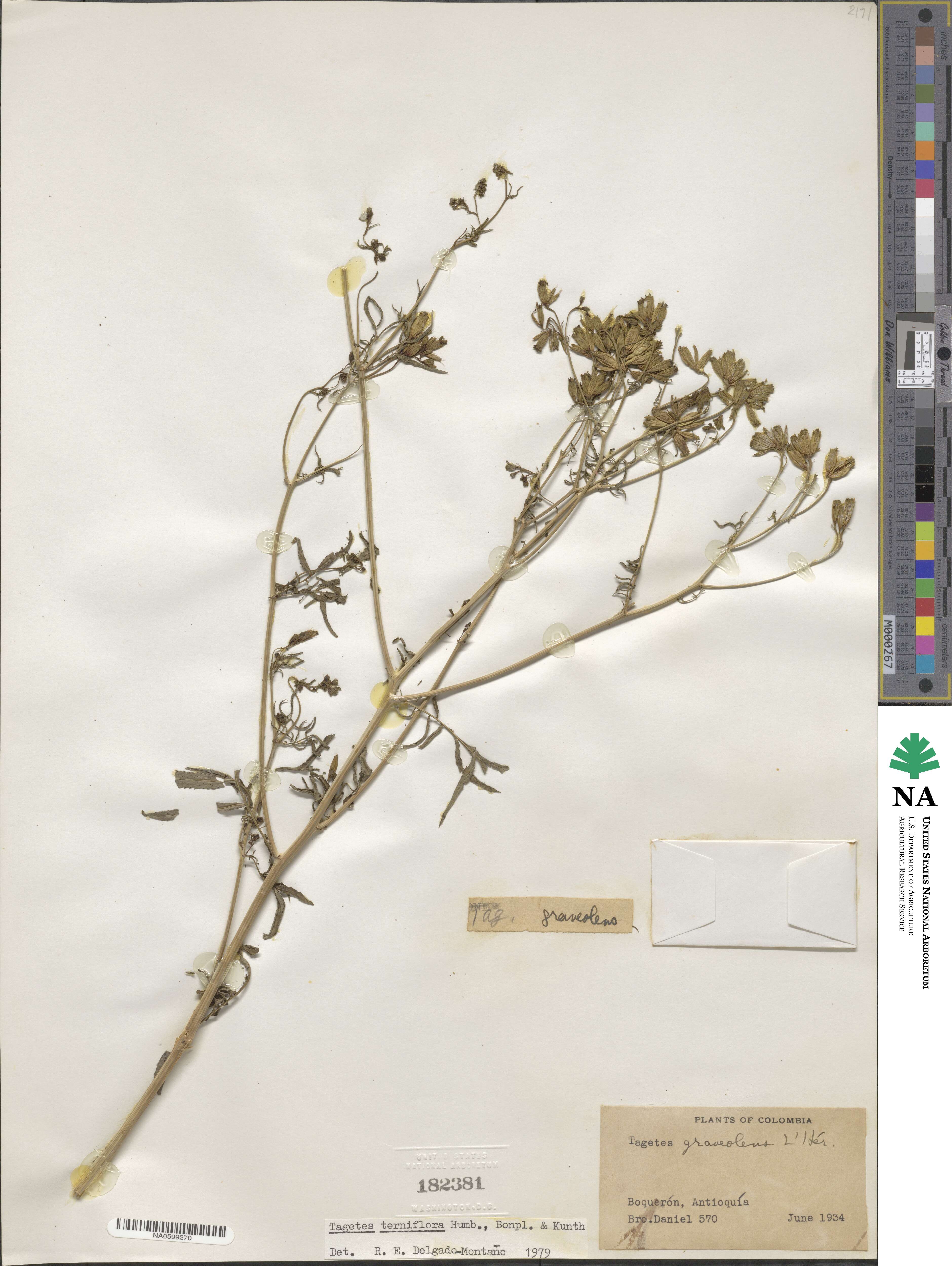 Tagetes terniflora image