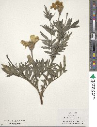 Tagetes erecta image