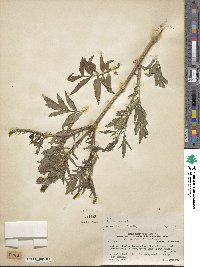 Tagetes erecta image