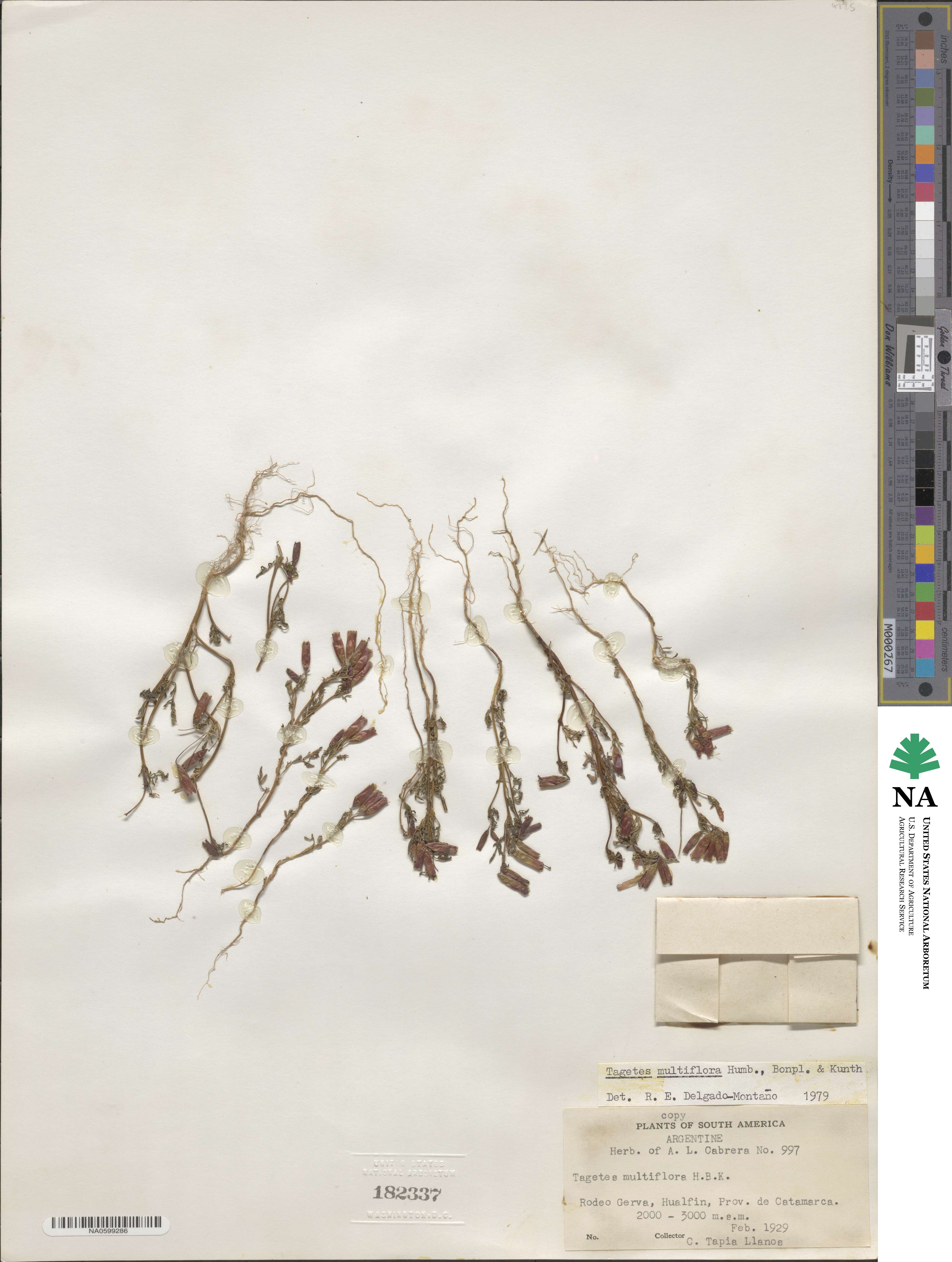 Tagetes multiflora image