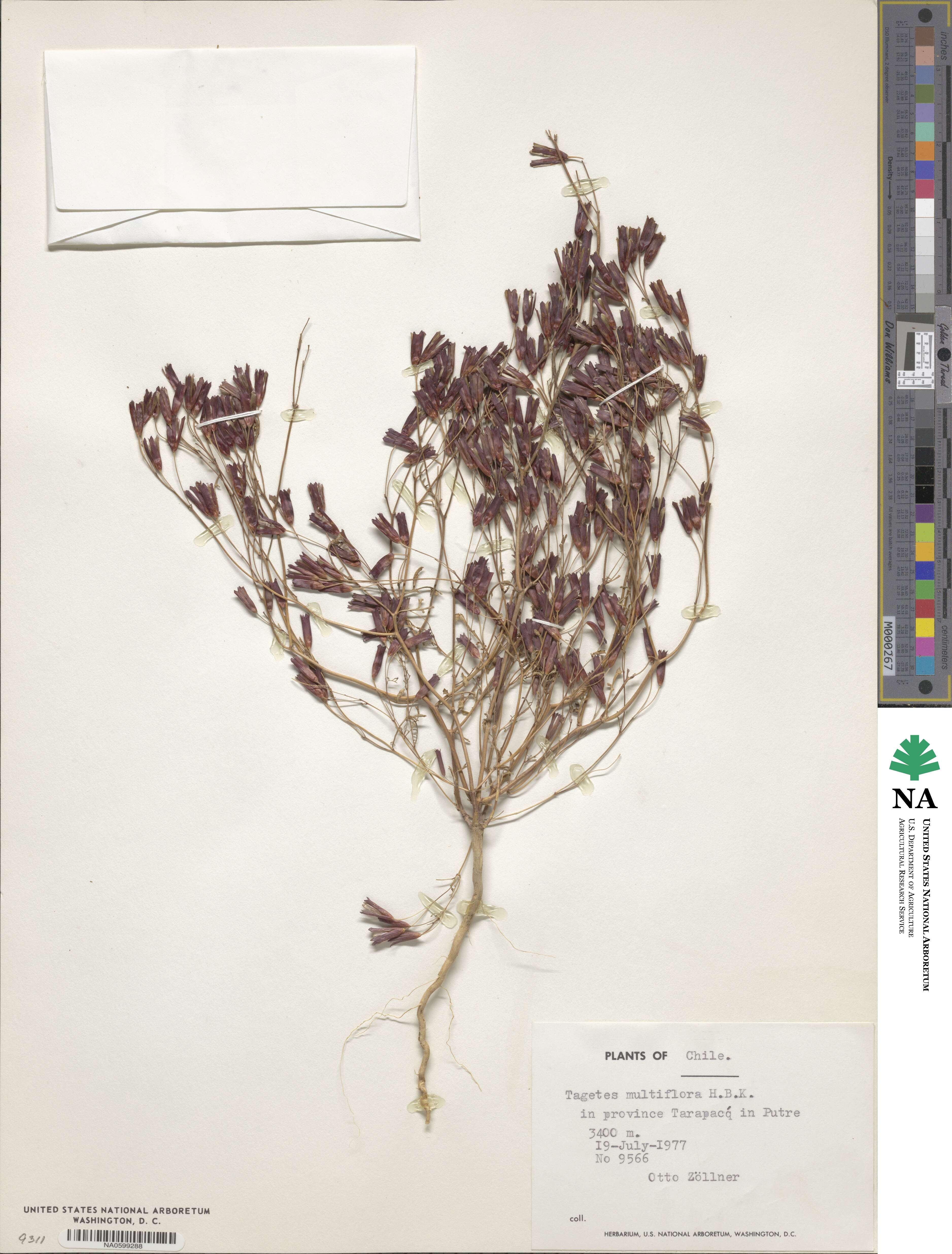 Tagetes multiflora image