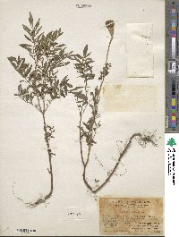 Tagetes erecta image