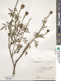 Tagetes erecta image