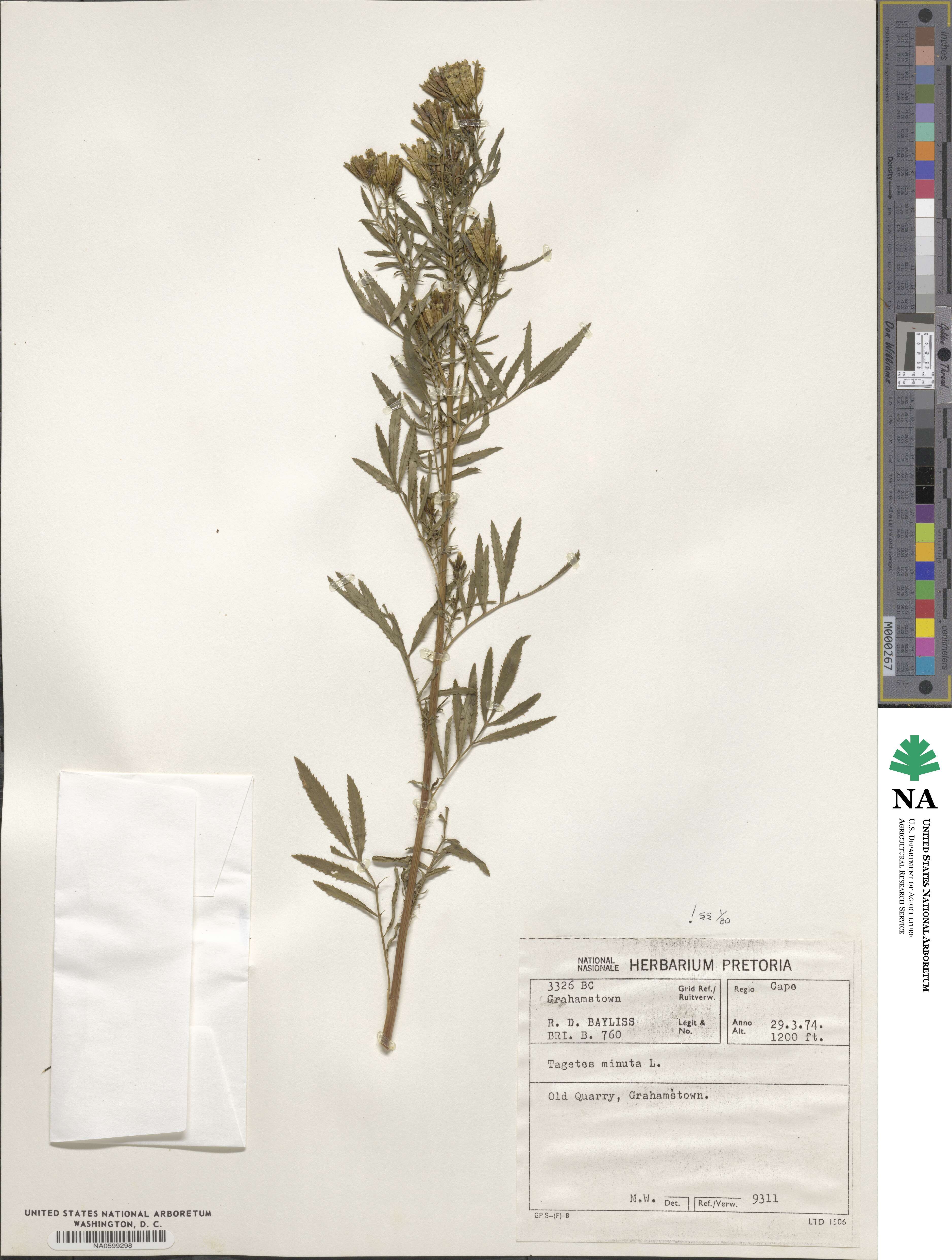 Tagetes image