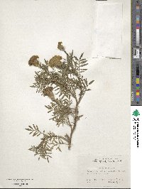 Tagetes erecta image