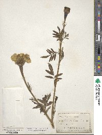 Tagetes erecta image