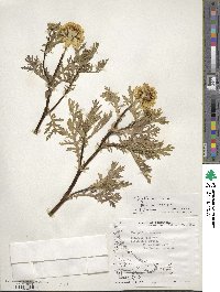 Tagetes erecta image