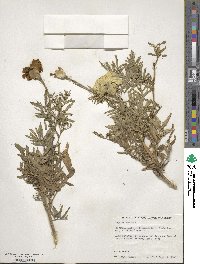 Tagetes erecta image