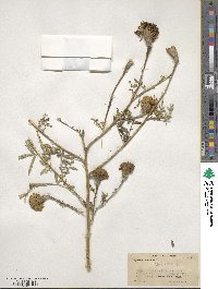 Tagetes erecta image