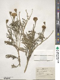 Tagetes erecta image