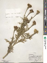 Tagetes erecta image