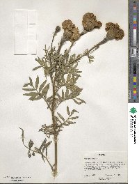 Tagetes erecta image