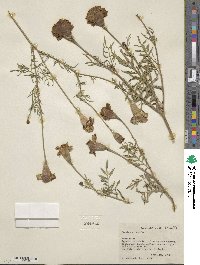 Tagetes erecta image