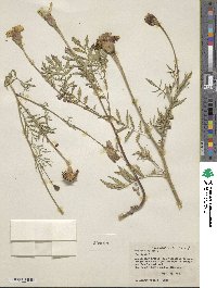 Tagetes erecta image