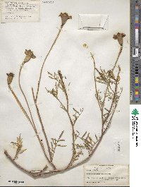 Tagetes erecta image