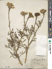 Tagetes erecta image