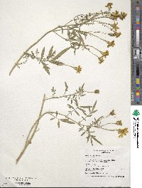 Tagetes lemmonii image