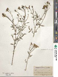 Tagetes lemmonii image